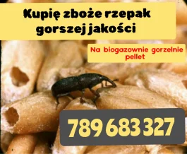 Kupię zboże gorszej jakości i rzepak na gorzelnie