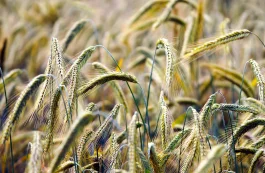 Sulkalk - granulowany siarczan wapnia