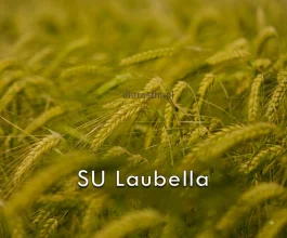 Jęczmień ozimy SU LAUBELLA