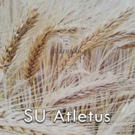 Pszenżyto ozime SU ATLETUS