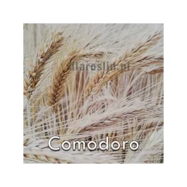 Pszenżyto ozime COMODORO